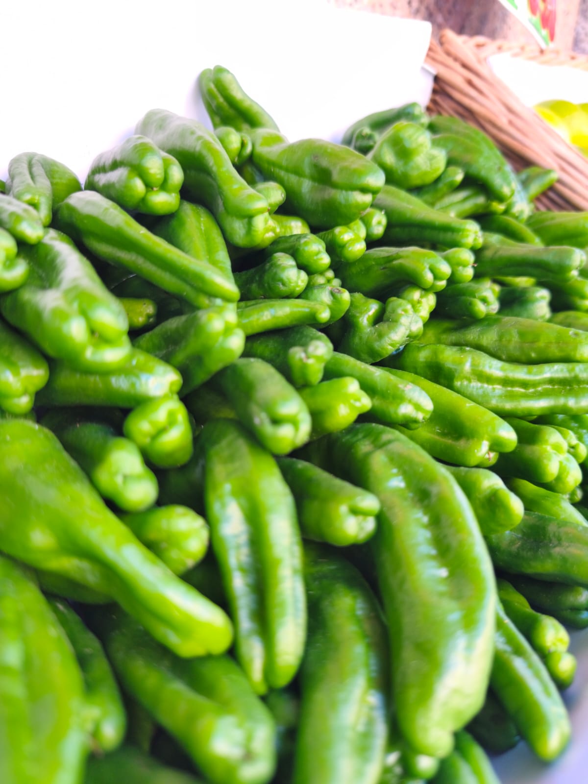 Pimiento tipo padrón
